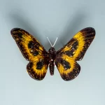 Small Gold & Black Butterfly